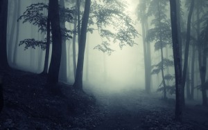 Dark Forest